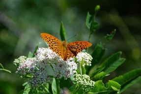 DSC_6582 copie.jpg