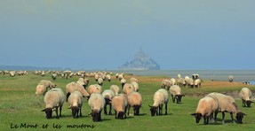 12-Le Mont et les moutons.jpg