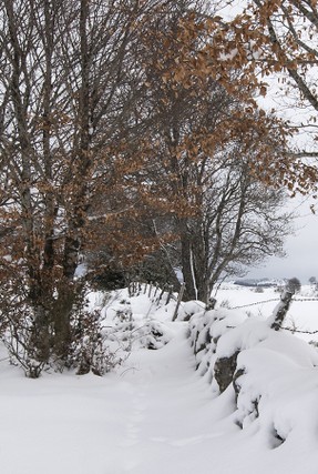 DSC_0333 pf.jpg