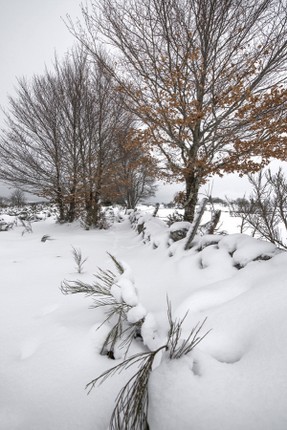DSC_0340 pf.jpg