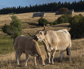 F Causse 18 fév 18 (7).jpg