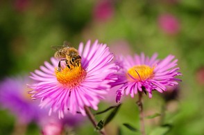 DSC_9335   abeille butineuse 11.jpg