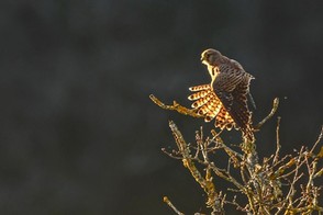 thumbnail_DSC_0128 - copie.jpg