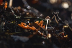 thumbnail__DSC8068 - copie.jpg