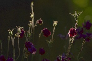 2ème Gérard Fournier.jpg