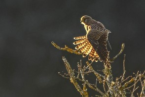 2ème Gérard Fournier.jpg