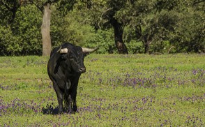 146-Mirandilla 4537.jpg