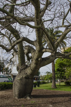 369-Malaga Arbre bouteille 5329.jpg