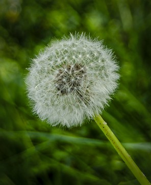 13- Ambialet Pissenlit.jpg