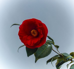 6-Lincou Camélia.jpg