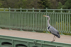 x colette Andre (1).jpg