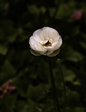 y veronique  (9).jpg