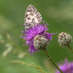 3ème Lionel Guiraudie print copie.jpg