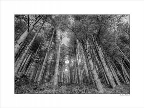 Andrieu Patrick (1).jpg