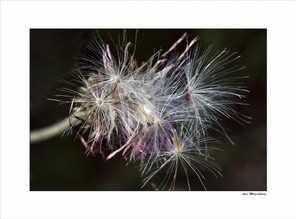 Asse Marie-Claire (1).jpg