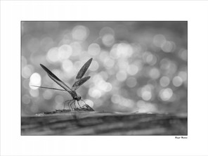 Bayol Nadine (1).jpg