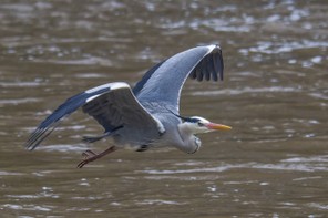 Bernard Guillaume (2).jpg