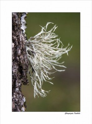 Chayriguèes Isabelle (1).jpg